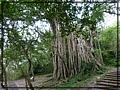 2-22 10-20-56-步道旁的白榕.JPG